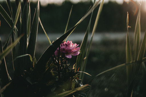 Bildrausch | Blumenrausch | Industriefotograf auf alleFotografen