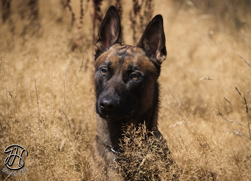 J.H Focus Art | Hundefotografie | Tierfotograf auf alleFotografen