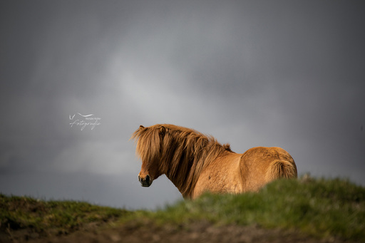 Renate Koller Fotografie | Pferde | Paarfotograf auf alleFotografen