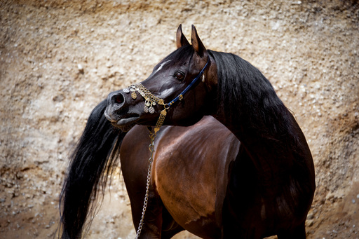 Renate Koller Fotografie | Pferde | Sportfotograf auf alleFotografen