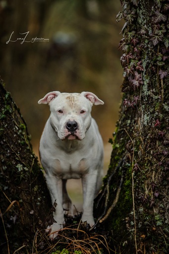 LZ-Fotografie | Hunde | Werbefotograf auf alleFotografen