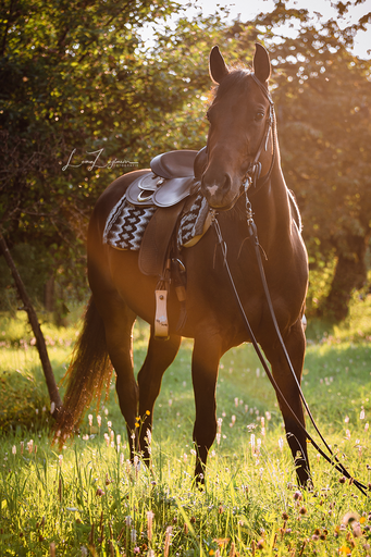 LZ-Fotografie | Pferde | Sportfotograf auf alleFotografen