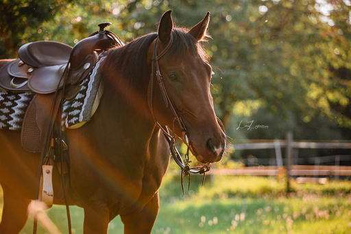 LZ-Fotografie | Pferde | Werbefotograf auf alleFotografen