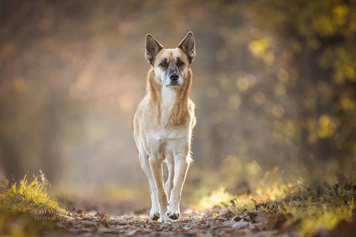 Lisa-Maria Kirchbach Fotografie | Schlappohren und Radiergumminasen | Hundefotograf auf alleFotografen