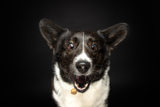 Rico Magnucki | Leckerli fangen | Hundefotograf auf alleFotografen