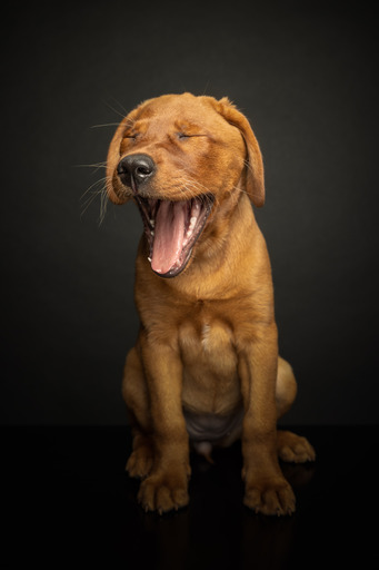 Rico Magnucki | Studio Portraits | Hundefotograf auf alleFotografen