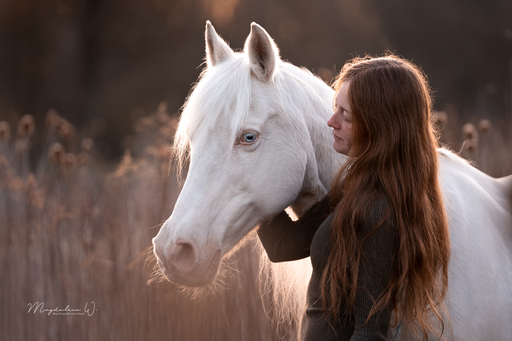 sie.fotografiert.jetzt.pferde | Pferde | Tierfotograf auf alleFotografen
