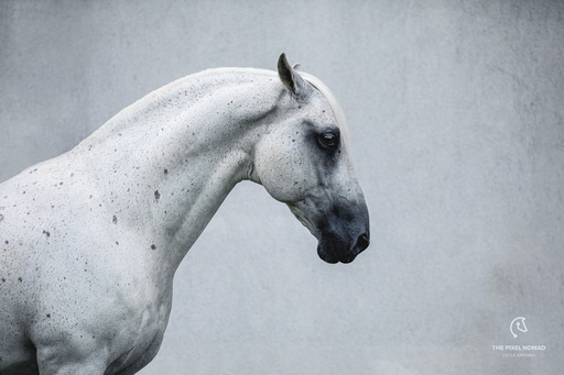 The Pixel Nomad – Cécile Zahorka   | Equine Fine Art | Tierfotograf auf alleFotografen