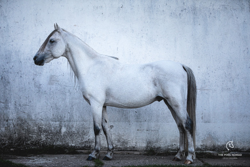 The Pixel Nomad – Cécile Zahorka   | Equine Fine Art | Pferdefotograf auf alleFotografen