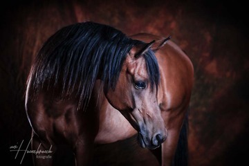 Pferde & Hunde Fotografie  Hoensbroech