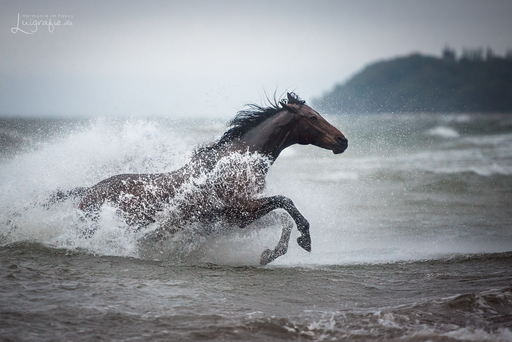 Luigrafie - Luisa Mocker | Pferde | Tierfotograf auf alleFotografen