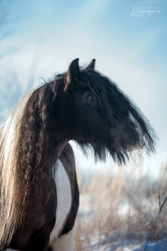 Luigrafie - Luisa Mocker | Pferde | Hundefotograf auf alleFotografen