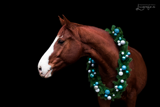 Luigrafie - Luisa Mocker | Pferde | Hochzeitsfotograf auf alleFotografen