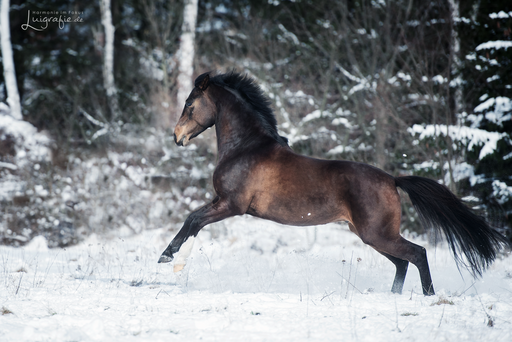 Luigrafie - Luisa Mocker | Pferde | Landschaftsfotograf auf alleFotografen