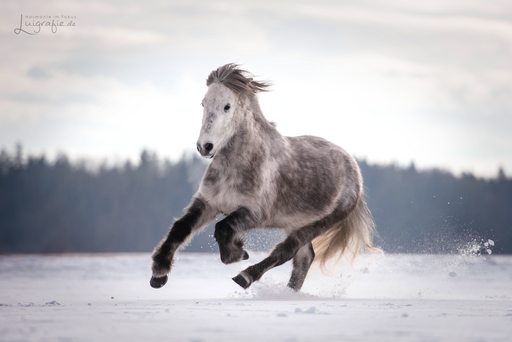 Luigrafie - Luisa Mocker | Pferde | Pferdefotograf auf alleFotografen