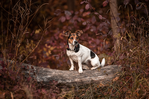 Carolin G Fotografie | Hunde | Pferdefotograf auf alleFotografen