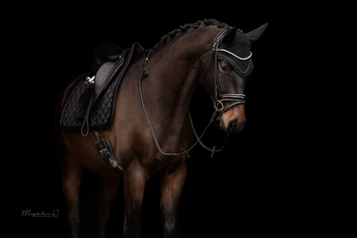 sie.fotografiert.jetzt.pferde | Pferde | Tierfotograf auf alleFotografen