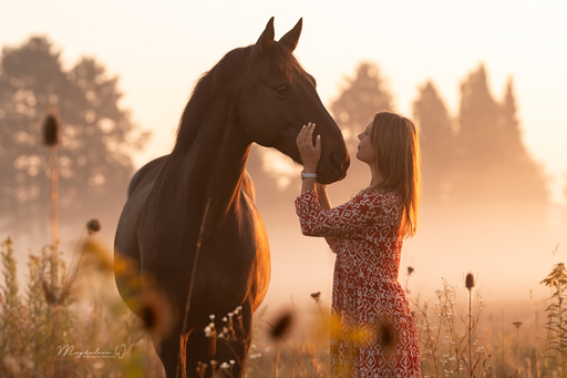 sie.fotografiert.jetzt.pferde | Pferde | Hundefotograf auf alleFotografen
