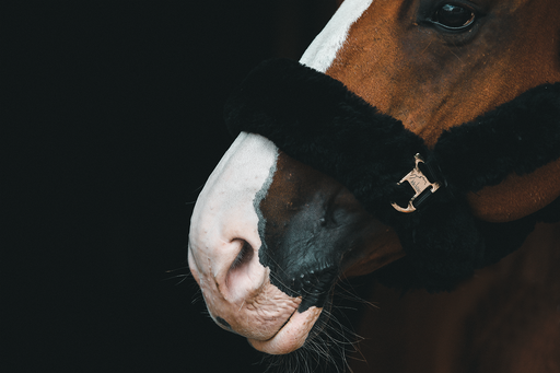 Daniel Kuhl Photography  | Pferdefotografie | Tierfotograf auf alleFotografen