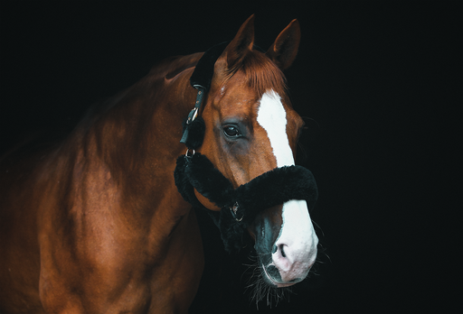 Daniel Kuhl Photography  | Pferdefotografie | Tierfotograf auf alleFotografen