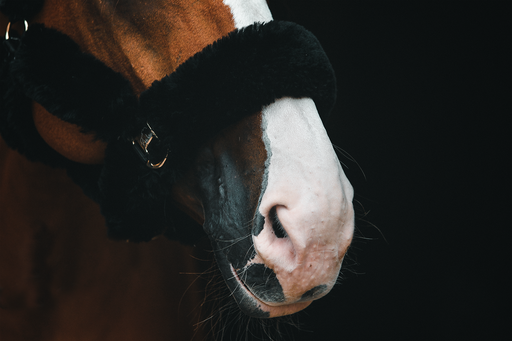 Daniel Kuhl Photography  | Pferdefotografie | Sportfotograf auf alleFotografen