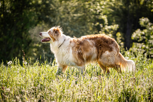 Ansgar Hohn | Hunde | Konfirmationsfotograf auf alleFotografen