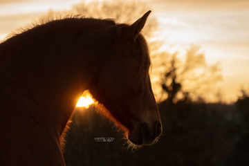equine lens by nelly