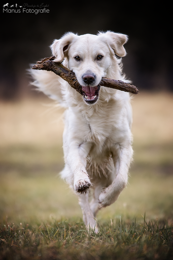Manus Fotografie | Hunde | Tierfotograf auf alleFotografen