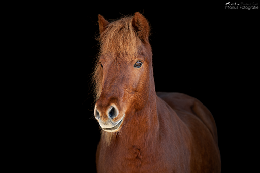 Manus Fotografie | Pferde | Hundefotograf auf alleFotografen