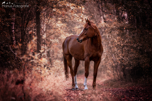 Manus Fotografie | Pferde | Sportfotograf auf alleFotografen