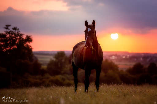 Manus Fotografie | Pferde | Pferdefotograf auf alleFotografen
