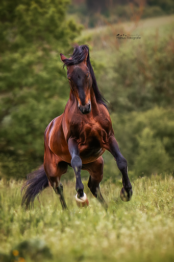Manus Fotografie | Pferde | Tierfotograf auf alleFotografen