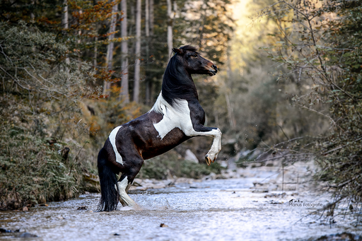 Manus Fotografie | Pferde | Pferdefotograf auf alleFotografen
