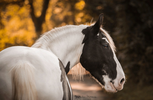 Darleen Matzanke Fotografie | Pferde | Portraitfotograf auf alleFotografen