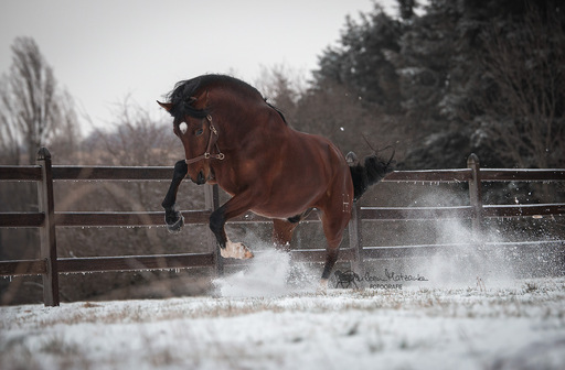 Darleen Matzanke Fotografie | Pferde | Sportfotograf auf alleFotografen