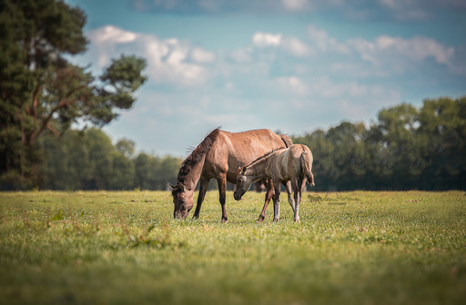 Darleen Matzanke Fotografie | Pferde | Werbefotograf auf alleFotografen