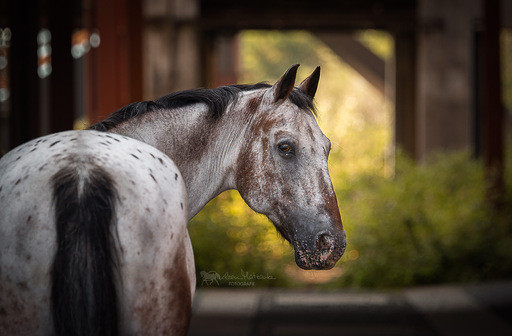 Darleen Matzanke Fotografie | Pferde | Hundefotograf auf alleFotografen