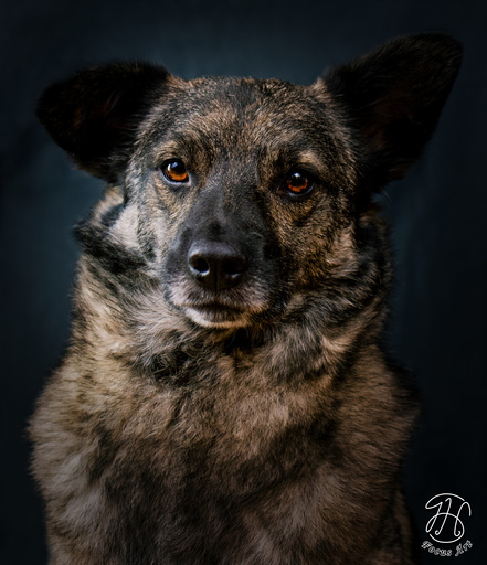 J.H Focus Art | Hundefotografie | Hundefotograf auf alleFotografen