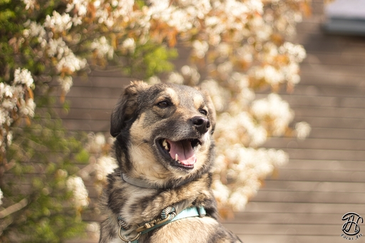 J.H Focus Art | Hundefotografie | Landschaftsfotograf auf alleFotografen