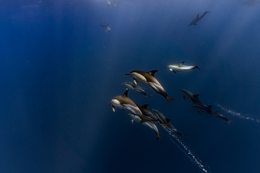 Freedive Academy Media Productions | Unterwasser Shooting | Landschaftsfotograf auf alleFotografen