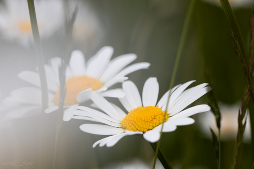 moritz__photo | Blumen | Landschaftsfotograf auf alleFotografen
