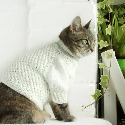 Cat sweater