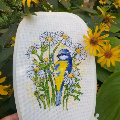 Blue tit in Daisies