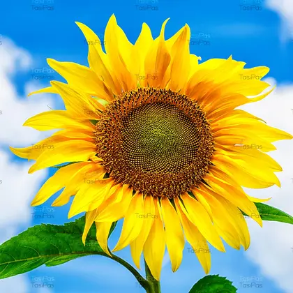 Healthy eating concept with sunflower over blue sky. Photo. Digital Download.