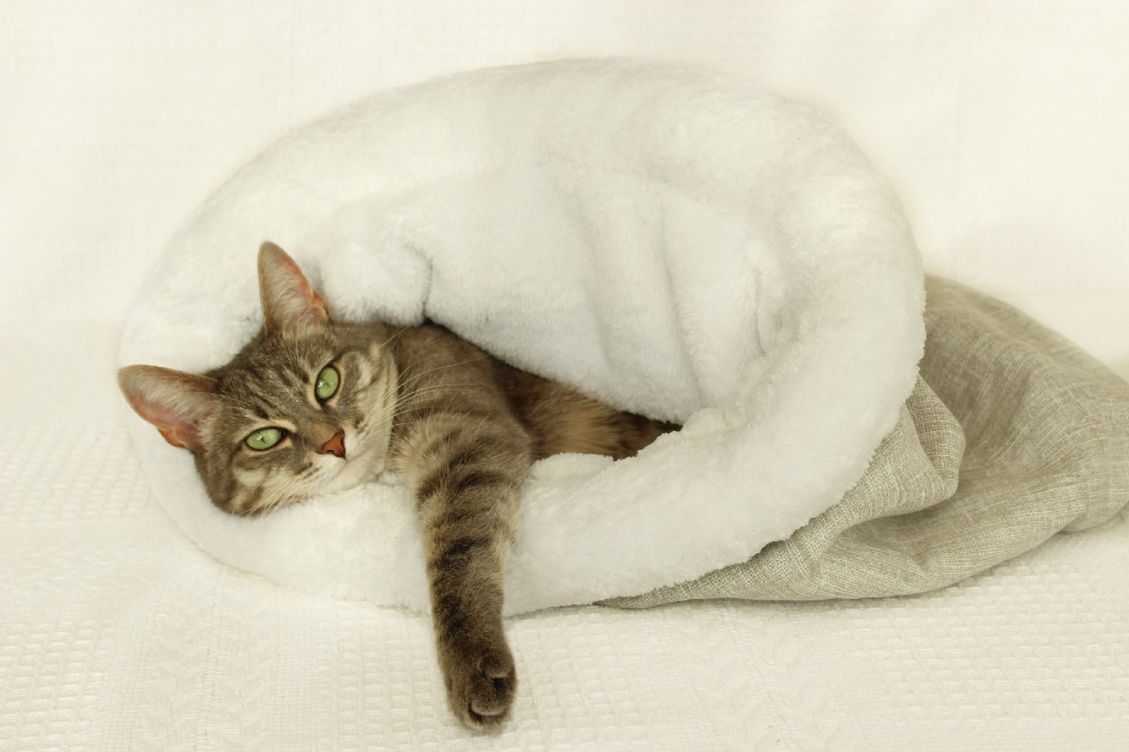 Cat bed sleeping bag 6 Cat bed sleeping bag, kitten bed, winter warm cat, pet products