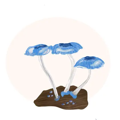 mushroom illustration