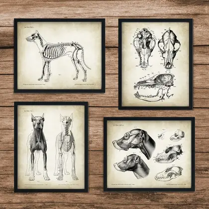 Dog Anatomy