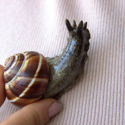 Snail brooch