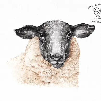 Sheep clipart PNG, farm animals
