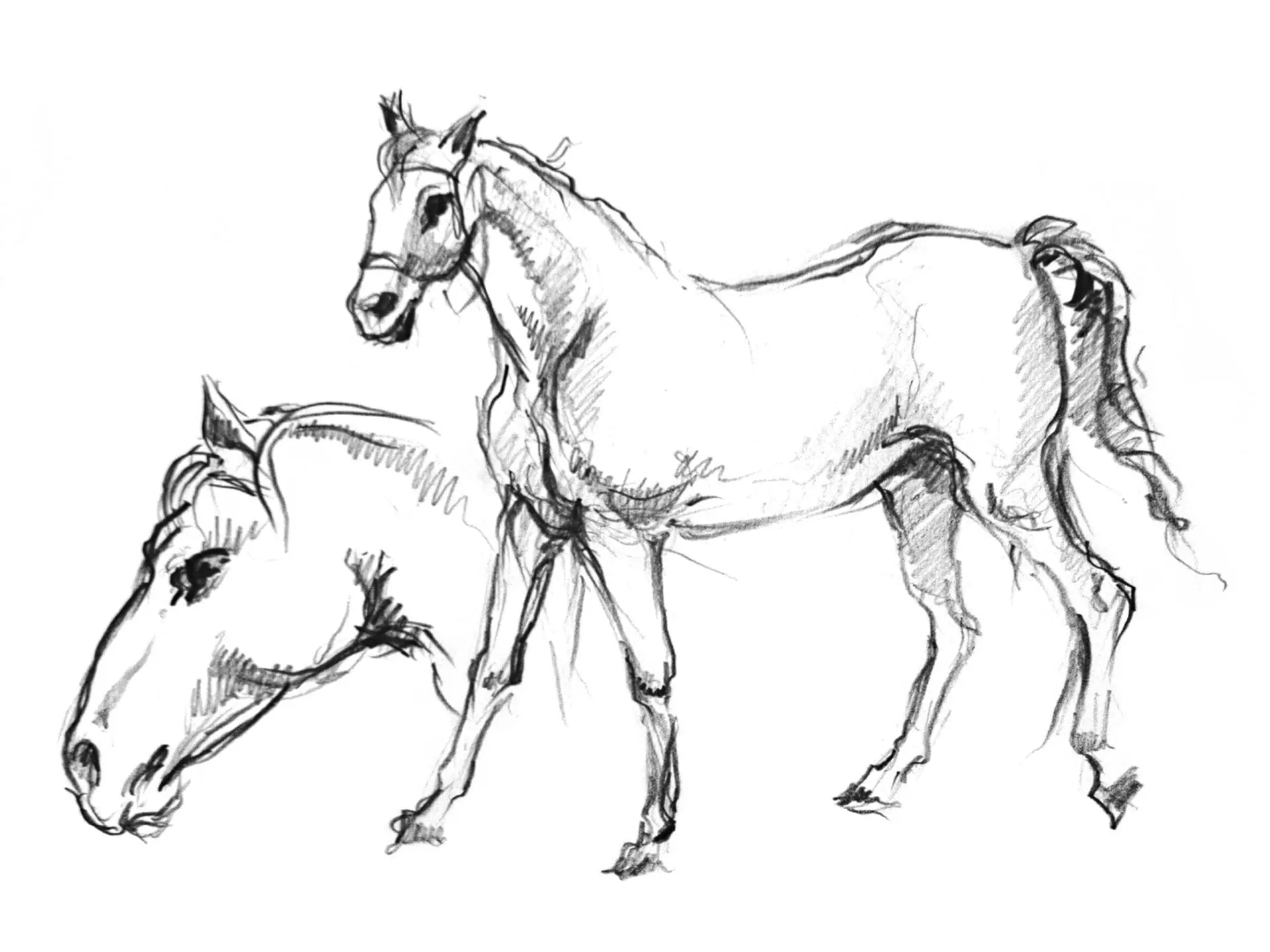Graphic poster sketch of horses. 1 Graphic sketch of horses.